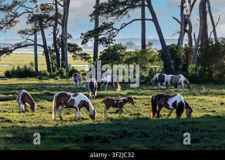 Poneys de Chincoteague dans le champ le long de Beach Road. Assateague Island, Va. Banque D'Images