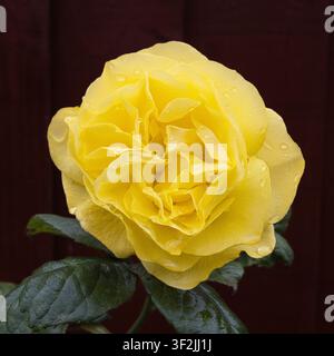 Un cliché vibrant et rapproché d'une rose jaune éclatante couverte de délicates gouttelettes d'eau, sur un fond sombre avec des feuilles vertes luxuriantes. Banque D'Images