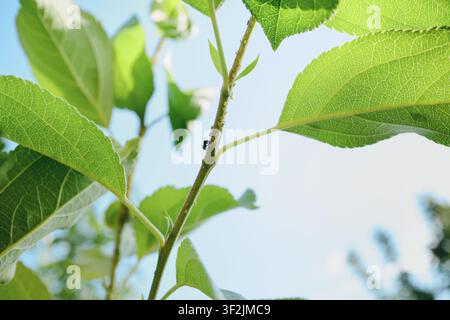 Fourmi rampant sur une tige de plante parmi les pucerons par une journée ensoleillée Banque D'Images