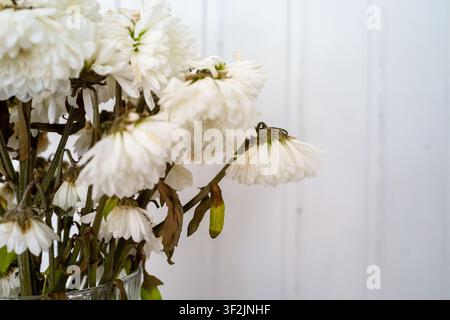 Vue rapprochée de fleurs de chrysanthème blanc fanées dans un vase en verre, montrant des tiges tombantes, des feuilles fanées, des pétales doux et un fond clair et pâle avec une lumière douce Banque D'Images