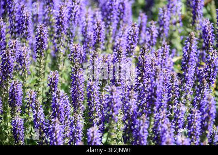 Salvia nemorosa Caradonna gros plan Banque D'Images