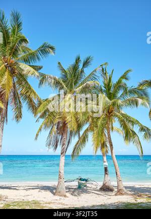 Palmiers à cocos sur une plage de l'île de Malapascua, Philippines. Banque D'Images