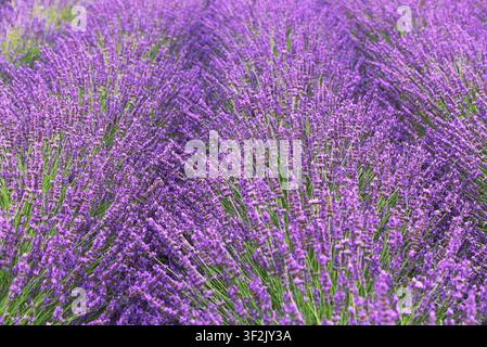 Champs de lavande en gros plan. L'image représente une mer de fleurs lilas et violettes. Photo prise en été au Cap, en Afrique du Sud. Banque D'Images