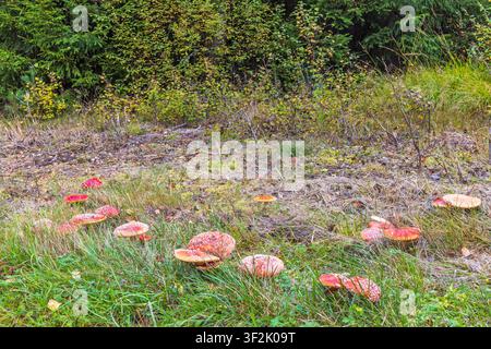 Champignons fly agaric sur le sol près d'une forêt Banque D'Images