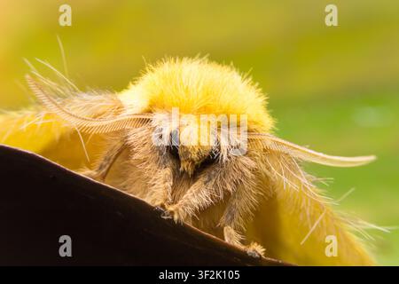 Papillon jaune solitaire reposant délicatement sur une feuille sombre au milieu d'une herbe verte luxuriante. La mise au point douce crée une ambiance tranquille, évoquant la sérénité et la beauté naturelle. Thi Banque D'Images