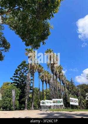 7 septembre 2023, Jardin botanique (lieu à confirmer), Australie – Vue dramatique en contre-plongée de grands palmiers et de végétation tropicale contre un ciel bleu vif avec panneaux d'information. Banque D'Images