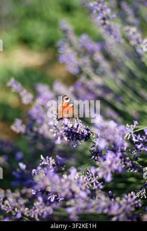 Papillon paon posé sur une fleur de lavande en fleurs en gros plan. Banque D'Images