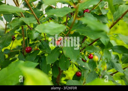 Arbre à cerises avec des cerises rouges mûres parmi des feuilles vertes dans le jardin de la cour arrière. Concept : culture de fruits à domicile Banque D'Images