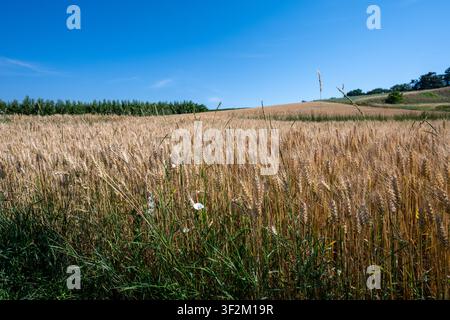 Un champ doré de blé mûr s'étend vers l'horizon sous un ciel lumineux, capturant la beauté naturelle sereine et l'abondance agricole qui attend Banque D'Images