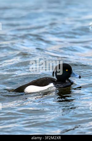 Tarin mâle nageant sur une eau hivernale agitée au Chew Valley Lake, Somerset, Royaume-Uni avec une vague de proue Banque D'Images
