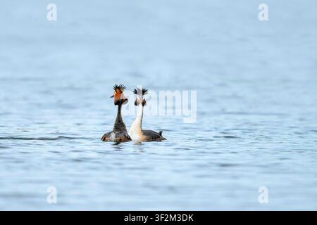 Paire de grand grebe en parade nuptiale au printemps sur l'eau libre à Ham Wall, Somerset Levels, Angleterre, Royaume-Uni Banque D'Images
