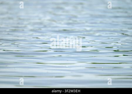 Douces ondulations de l'eau à la surface des bassins des zones humides à Ham Wall sur les Somerset Levels, Angleterre, Royaume-Uni Banque D'Images