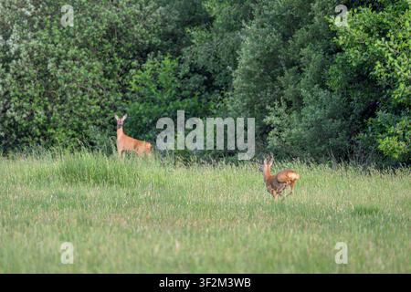 Cerf élaphe dans les hautes herbes au bord d'une forêt sur les niveaux de Somerset, Somerset, Royaume-Uni Banque D'Images