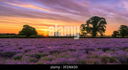 Vue panoramique d'un champ de lavande au lever du soleil avec des nuages dramatiques et des arbres en silhouette dans le Somerset, Royaume-Uni Banque D'Images