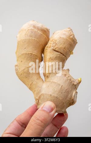 Une main tenant une racine de gingembre fraîche et crue avec de petites pousses vertes sur un fond neutre et uni. Photo en gros plan en studio mettant l'accent sur la texture et la forme Banque D'Images