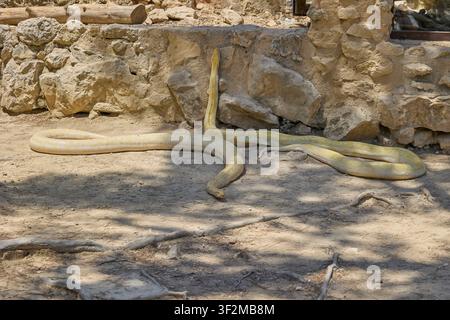 Python birman albinos enroulé à côté de rochers dans un enclos pour reptiles. Banque D'Images