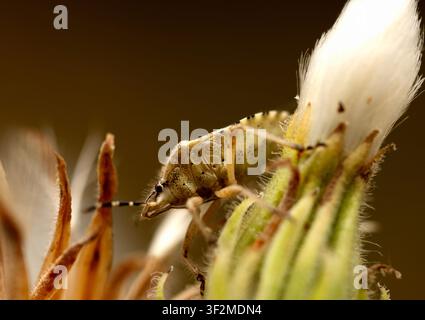 Un petit insecte repose sur une fleur en gros plan macro avec un fond flou doux. La composition met en valeur le corps texturé, la plante Banque D'Images