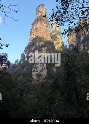 5 novembre 2025, Wulingyuan, Zhangjiajie, Chine – Pilier de grès massif s'élevant au-dessus d'une forêt luxuriante, site UNESCO des montagnes Avatar, province de Hunan. Banque D'Images