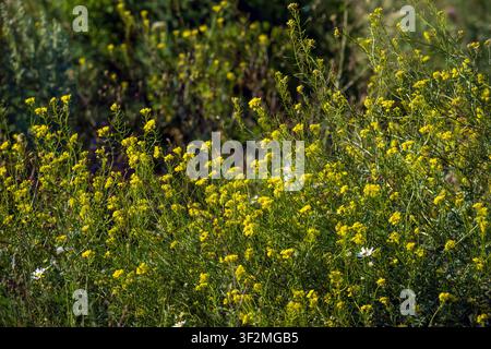 Les fleurs sauvages jaunes fleurissent densément dans un feuillage vert. La lumière du soleil met en évidence les pétales et les tiges vibrants. L'arrière-plan présente une verdure floue et de l'herbe sèche Banque D'Images