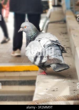 Close-up d'un pigeon biset posé sur une rambarde en béton dans une allée urbaine. Pigeon gris sauvage avec des plumes du cou iridescentes et un œil orange dans un environnement urbain Banque D'Images