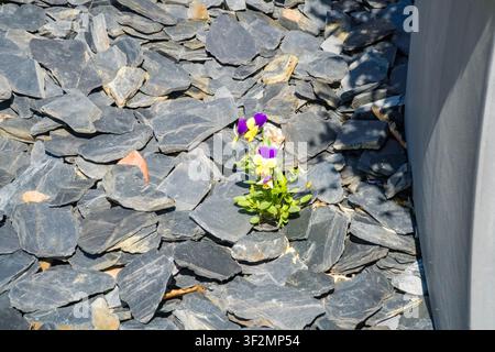 Petite pensée violette (Viola) fleurissant parmi des pierres d'ardoise sombres, contraste délicat de la fleur sur le sol rocheux, Caslano, Tessine, Suisse. Banque D'Images