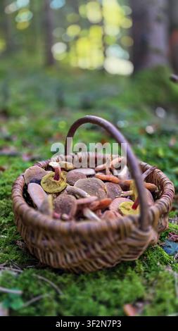 Champignons bolets sauvages récoltés dans un panier en bois avec un fond de forêt flou. Banque D'Images