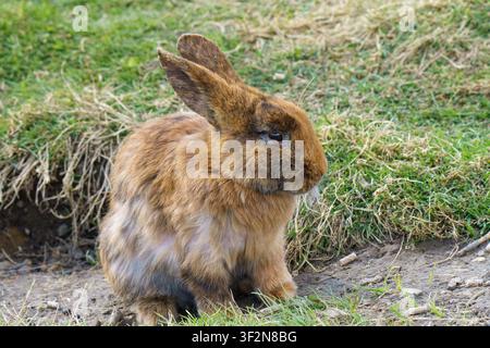 Une photographie animalière en gros plan horizontale d'un lapin domestique brun et duveteux assis en alerte sur le sol près de l'entrée de son terrier en terre sur une ferme. Banque D'Images