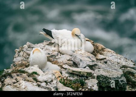 Deux macreuses noires adultes nichant sur une corniche de falaise de craie aux Bempton Cliffs, East Yorkshire, leur tête jaune et leur plumage blanc clairement visibles. Banque D'Images