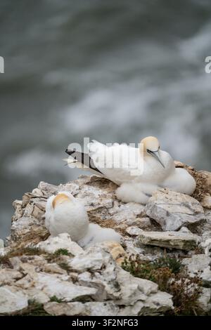 Deux macreuses adultes reposant sur une corniche de craie aux falaises de Bempton, montrant un plumage blanc et des têtes jaune doré Banque D'Images