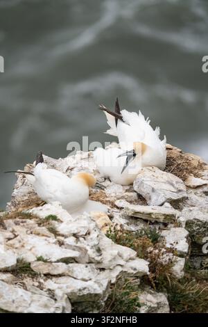Mouettes du nord adultes nichant sur une corniche de falaise de craie aux Bempton Cliffs, réserve naturelle RSPB d'East Yorkshire Banque D'Images