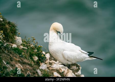 Mouette de Brunnich adulte perchée sur le bord d'une falaise de craie à Bempton Cliffs, montrant un plumage blanc et une tête jaune doré Banque D'Images