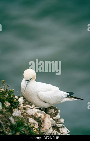 Mouette trichepte adulte perchée sur une corniche de craie aux falaises de Bempton, montrant un plumage blanc, une tête dorée et des extrémités noires aux ailes Banque D'Images