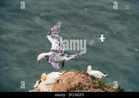Mouette pélican juvénile atterrissant dans la colonie de Bempton Cliffs, avec des adultes reposant sur une corniche de craie au-dessus de la mer Banque D'Images
