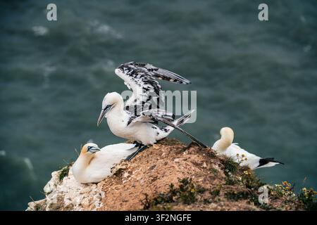Mouette nordique juvénile déployant ses ailes tachetées au sommet des falaises de Bempton Cliffs, avec des mouettes adultes se reposant à proximité Banque D'Images