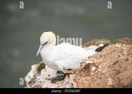 Mouette du nord adulte reposant sur le bord d'une falaise de craie à la réserve RSPB de Bempton Cliffs, dans l'East Yorkshire Banque D'Images