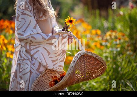 Femme cueillant des fleurs de rudbeckia à l'aide d'un panier tissé à la main et d'une sécateur dans un jardin en été. Jardinière portant une robe élégante Banque D'Images
