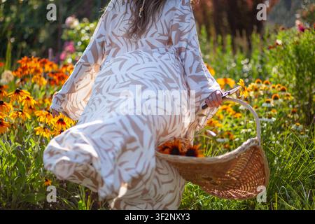 Femme se promenant dans un jardin d'été en cueillant des fleurs de rudbeckia avec un panier de récolte. Jardinière portant une robe de chambre longue et élégante Banque D'Images