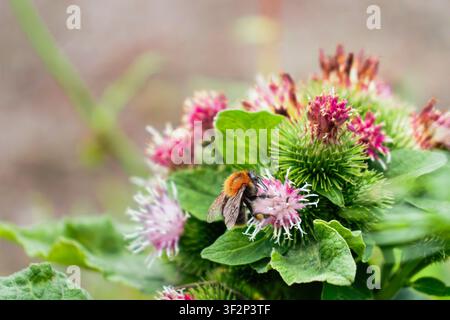 Boulette à queue touffue collecte du nectar des fleurs de grande chardonne en floraison, mettant en lumière la pollinisation, la biodiversité et les écosystèmes naturels sains, Po Banque D'Images