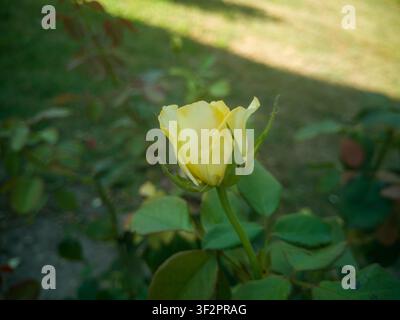 Vue latérale d'un jeune bouton de rose jaune de jardin s'ouvrant en gros plan, belle phase élégante du bouton de rose Landora avec un fond de parc ensoleillé. Banque D'Images