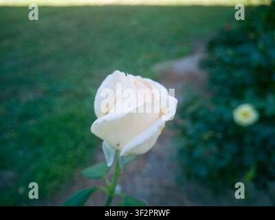 Vue latérale d'un élégant bouton de rose de jardin pêche et crème en train de s'ouvrir, magnifique tête de rose hybride thé Julia Renaissance avec fond flou doux. Banque D'Images