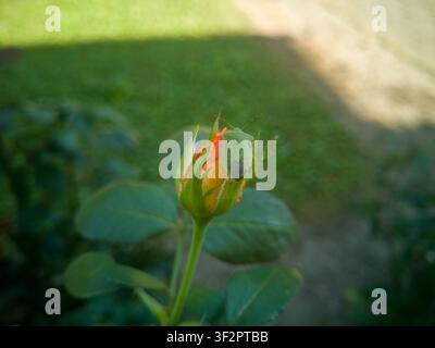 Coeur de chardonne vert sur une rose orange en bourgeon en gros plan, insecte bouclier Palomena prasina sur un jeune bouton de rose en été. Banque D'Images