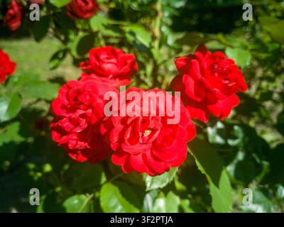 Vue de dessus d'un groupe de roses de jardin rouge vif en fleurs, de belles têtes de rose cramoisie avec des pétales luxuriants en couches dans un parc ensoleillé en été. Banque D'Images