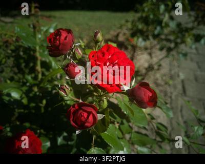 Grappe de roses rouges vives en pleine floraison à différents stades de croissance, gros plan d&rsquo;une rose en pleine floraison entourée de jeunes boutons. Banque D'Images