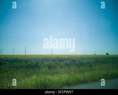Vaste vue panoramique d'un champ de tournesols en fleurs contre un ciel bleu, magnifique paysage agricole en Voïvodine avec des éoliennes à l'horizon. Banque D'Images