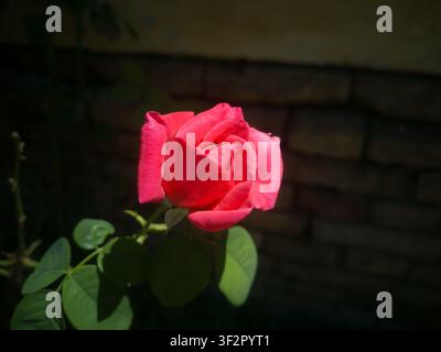 Close-up d'une jeune rose de jardin rose s'ouvrant avec un éclairage dramatique en chiaroscuro, belle tête de velours de rose émergeant des ombres profondes. Banque D'Images