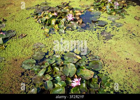 Fleur de lys d'eau rose, Bunga Teratai, Nymphaea Rubra (Pubescens) dans un bassin artificiel. Banque D'Images