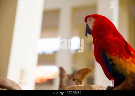 Un magnifique perroquet ara macaw rouge écarlate regardant de côté dans un resort tropical au Mexique. Banque D'Images