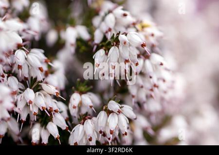 Fleur blanche éclatante d'Erica carnea (heide d'hiver, aussi appelée heide de printemps ou heide alpine), petites fleurs en forme de cloche dans les branches avec des aiguilles comme Banque D'Images