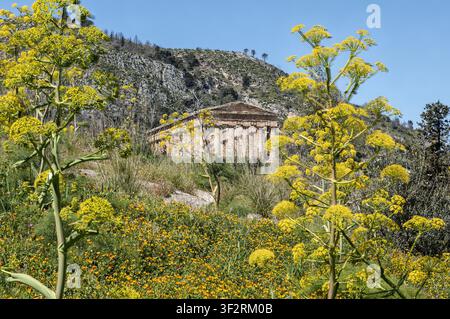 Fenouil + soucis des champs + Tempio di Segesta, Segesta, Sicile, Italie Banque D'Images