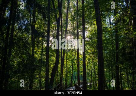 Un rayon de soleil perce à travers les troncs d'arbres hauts dans une canopée forestière luxuriante avec un sentier en bois en dessous. Banque D'Images
